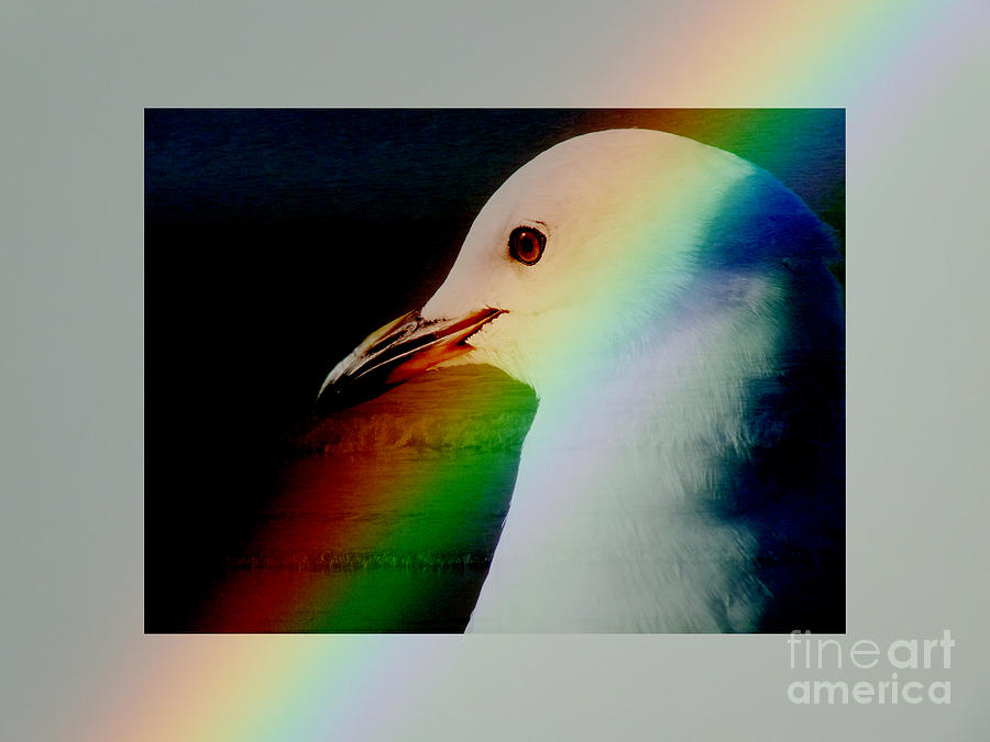 Rainbow Gull Photograph by Karen Lewis