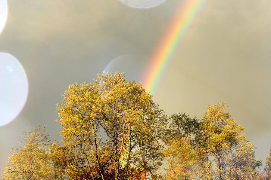 Rainbow In The Trees Photograph by Debra     Vatalaro