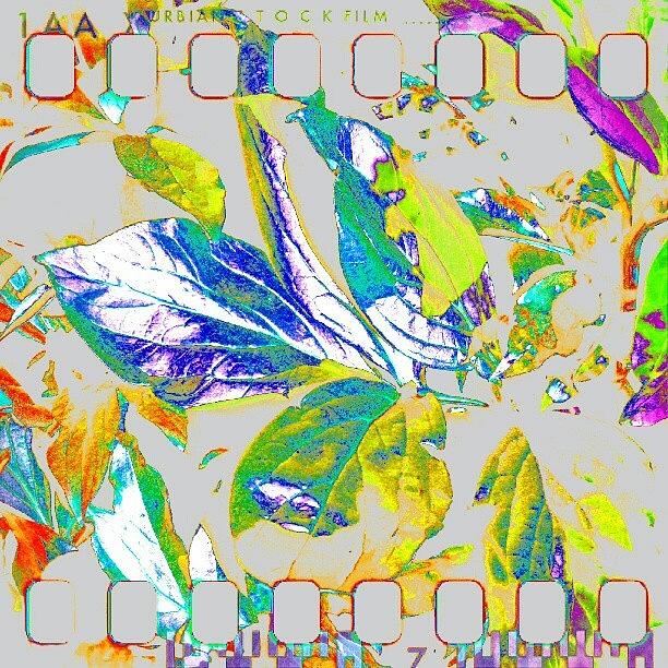 Abstract Photograph - Rainbow Leaves Abstract #android by Marianne Dow