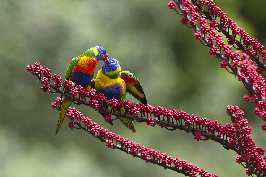 Rainbow Lorikeet Feeding Fledgling Photograph by Konrad Wothe