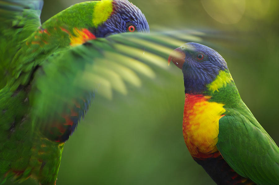 Rainbow Lorikeet Mating Ritual Photograph by Raimond van Donk - Fine ...