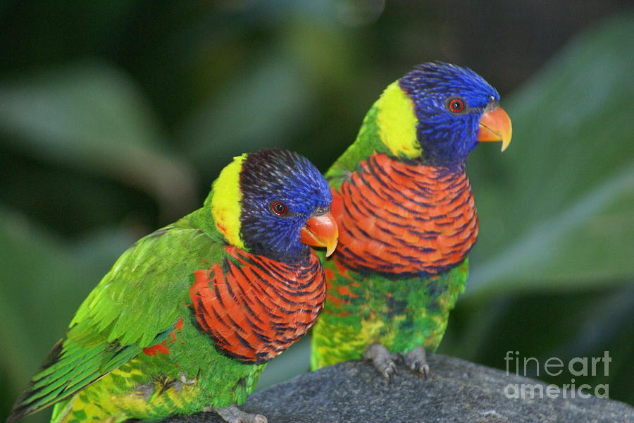 Rainbow Lorikeet Pair Photograph By Ruth Collis - Pixels