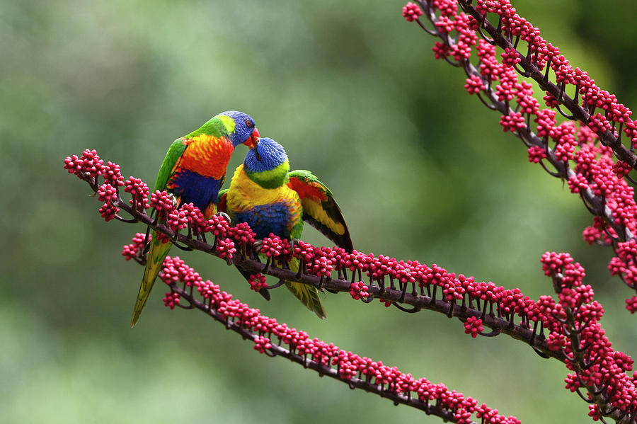 Rainbow Lorikeet Trichoglossus Photograph by Konrad Wothe