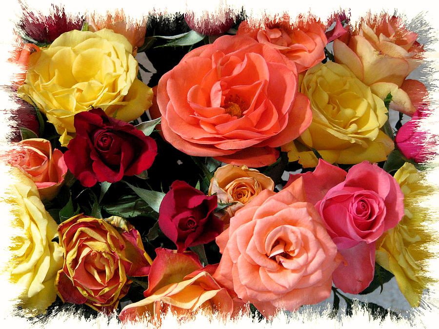 Nature Photograph - Rainbow of Roses by Peggy Urban