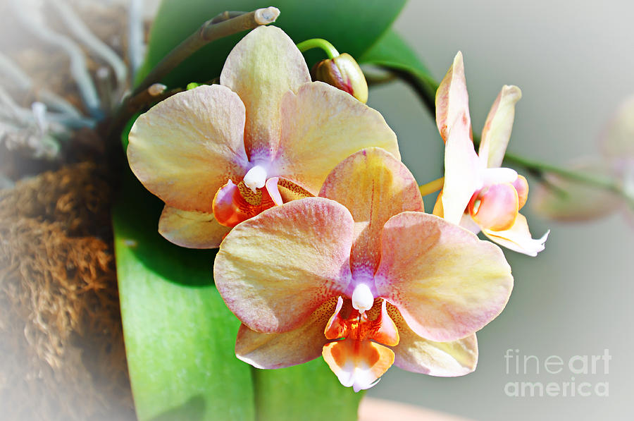 Botanical Photograph - Rainbow Orchids by Andee Design