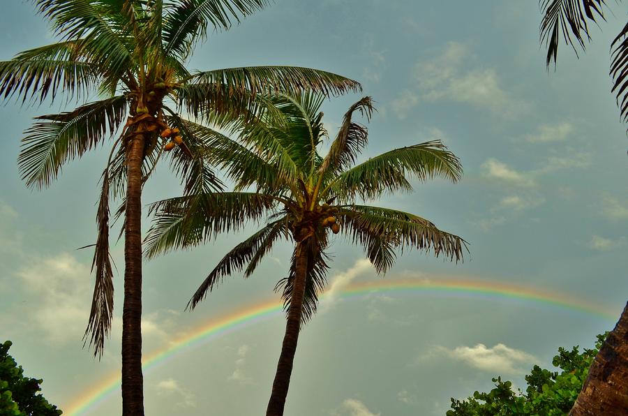 Rainbow Palms Photograph by Lynda Dawson-Youngclaus