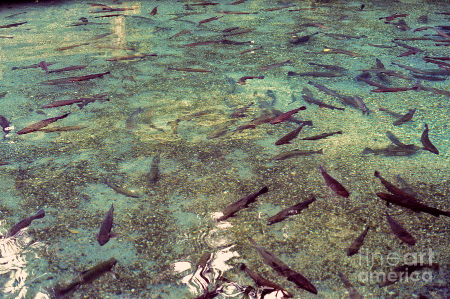 Rainbow Springs Trout Photograph by Mark Dodd