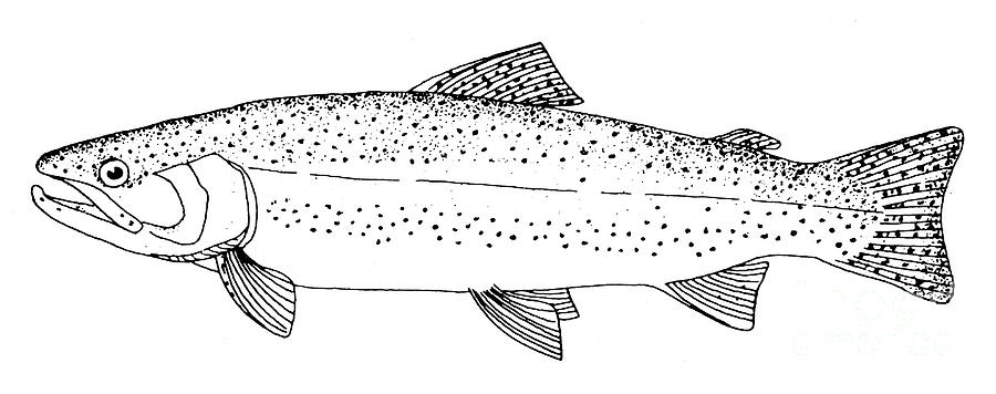 Rainbow Trout Photograph by Granger - Fine Art America