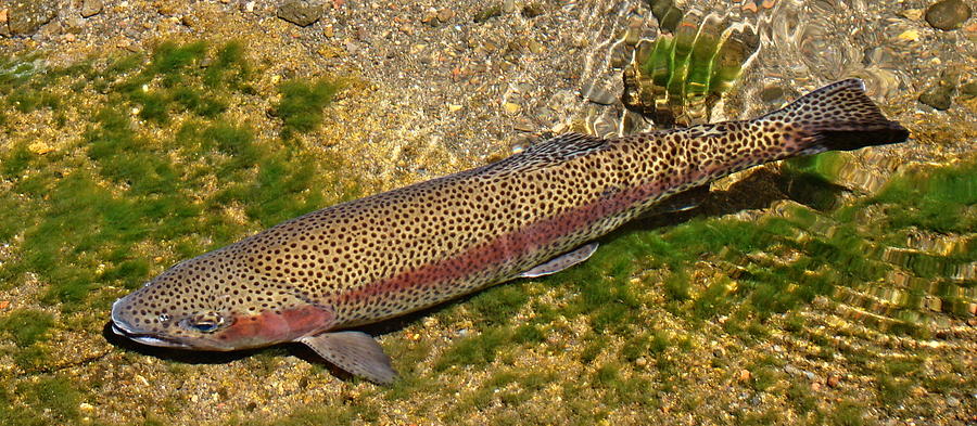 Rainbow Trout Photograph by Nick Kloepping