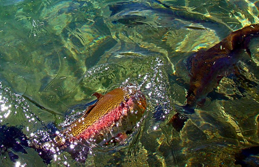 Rainbow Trout on the Move Photograph by Nick Kloepping