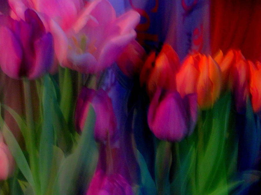 Tulip Photograph - Rainbow Tulips by Amy Bradley