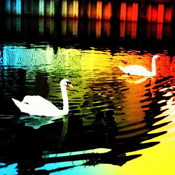 Swan Photograph - Rainbow Water Way by Kayla Mitchell
