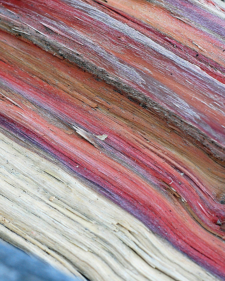 Nature Photograph - Rainbow Wood by Lisa Phillips