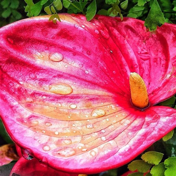Nature Photograph - Raindrop Flower by Nicole Fedorov