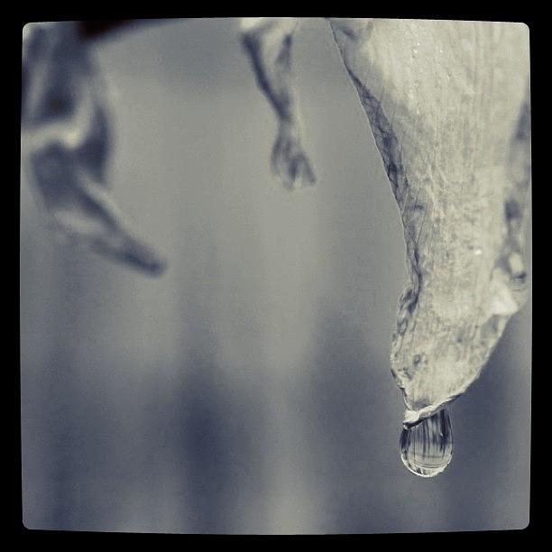 Black And White Photograph - Raindrop on a Dying Daffodil by Justin Connor