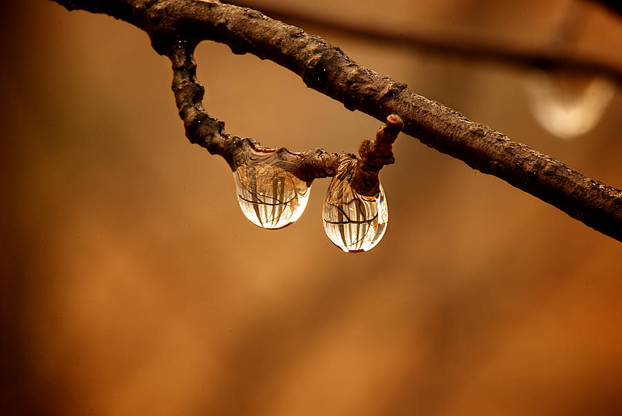 Raindrop Reflection Photograph by Prince Andre Faubert