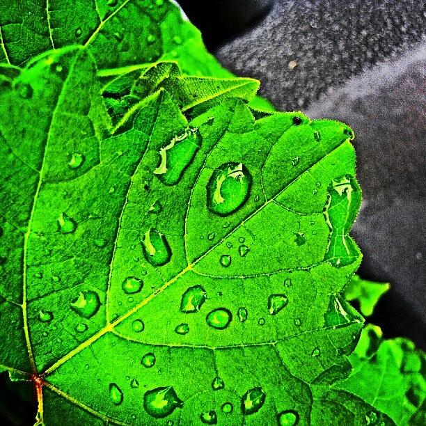 Rainy Photograph - #raindrop #waterdrop #green #ig_daily by Aryeh D