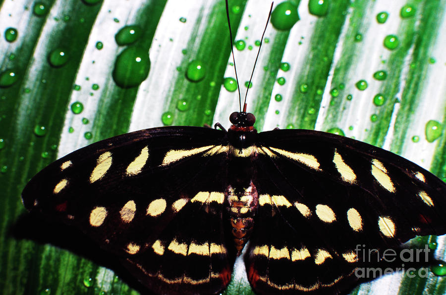 Raindrops and Butterfly Photograph by Thomas R Fletcher