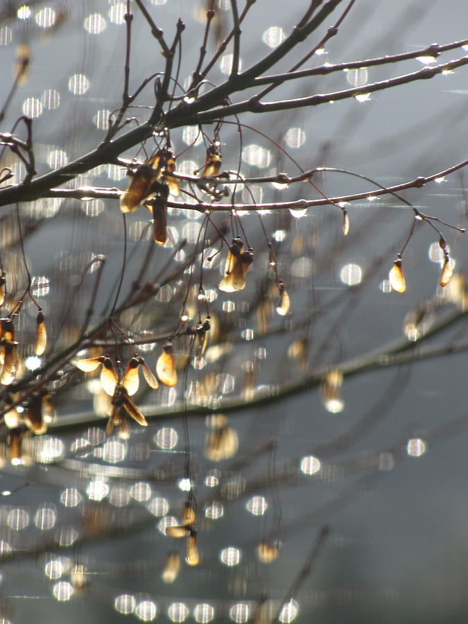 Raindrops And Leaves Photograph