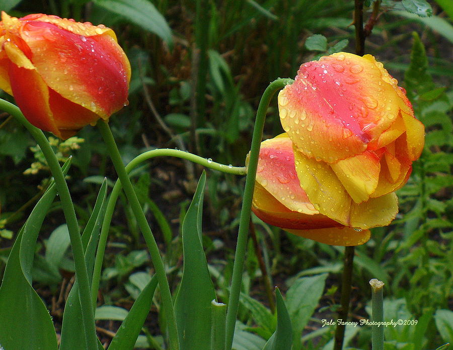 Raindrops and Tulips Photograph by Jale Fancey