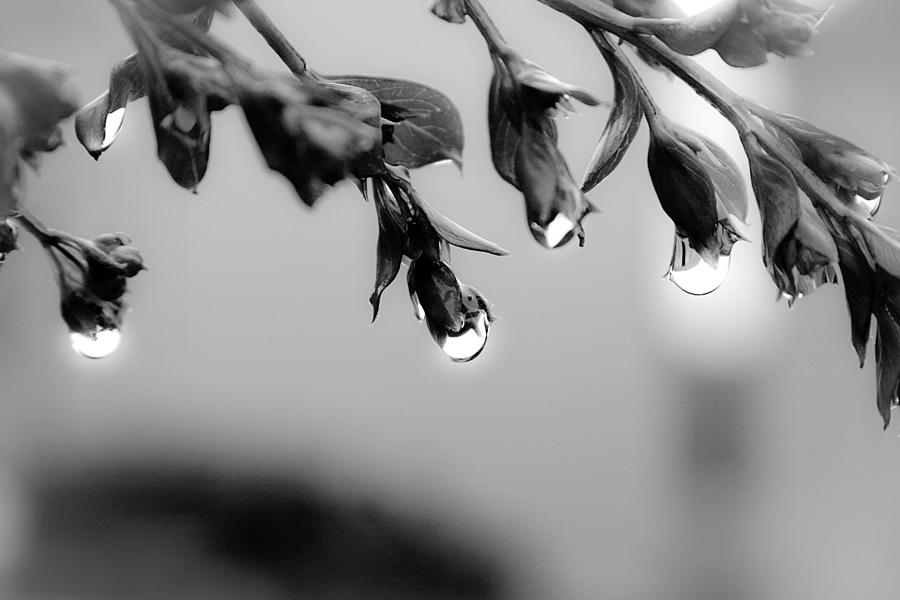 Raindrops Photograph by Emanuel Tanjala