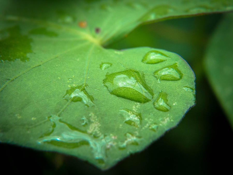 Raindrops in the Garden Photograph by Stacy Michelle Smith