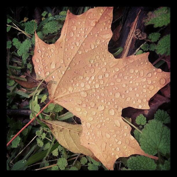 Fall Photograph - Raindrops  by Jennifer Rene