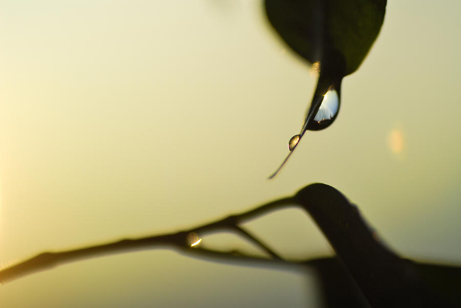 Raindrops Like Tears Photograph By Guido Montanes Castillo - Pixels