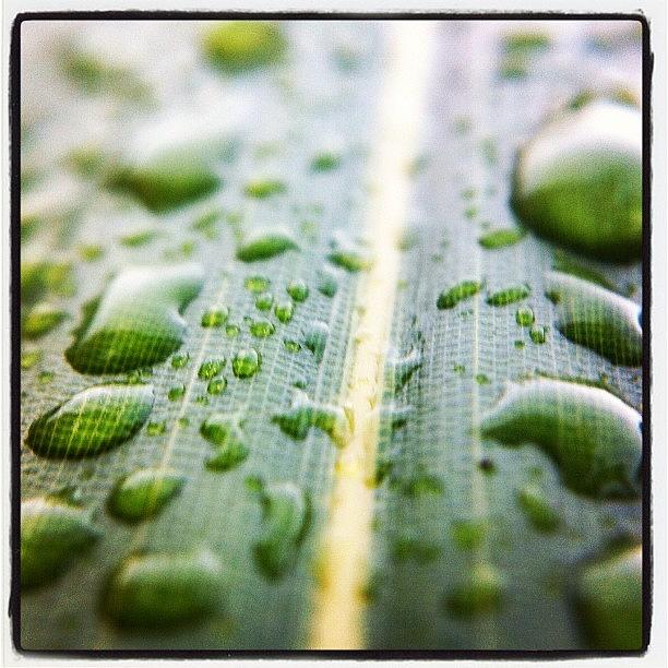 Pnw Photograph - Raindrops On A #bamboo Leaf. #pnw by Kevin Smith