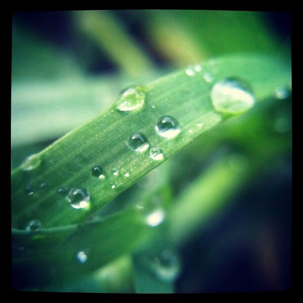 Nature Photograph - Raindrops On A Blade Of Grass by Vicki Field