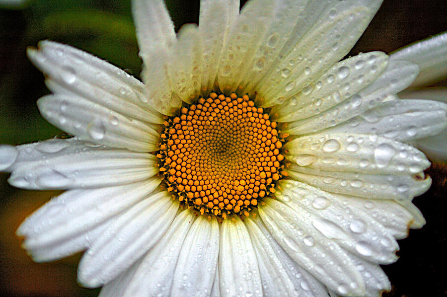 Raindrops on a Daisy Photograph by Prince Andre Faubert