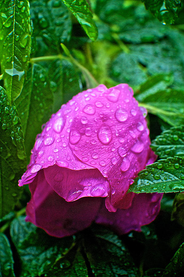 Raindrops On A Rose Photograph by Prince Andre Faubert