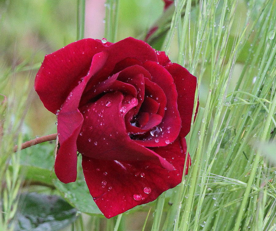 Raindrops on a Rose Photograph by Angie Vogel