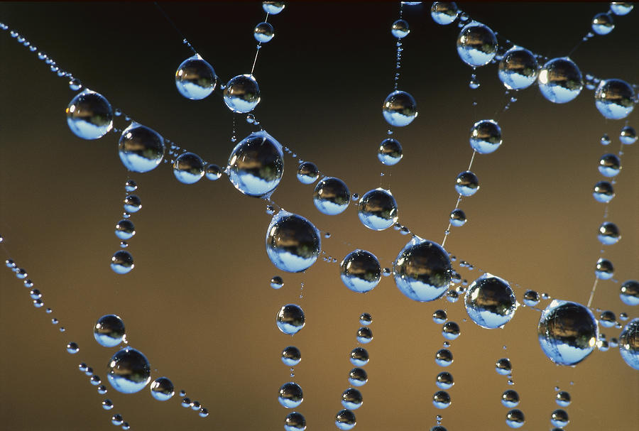 Raindrops On A Spider Web, New Zealand Photograph by Andy Reisinger