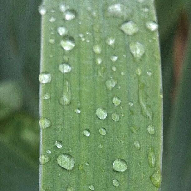 Floral Photograph - Raindrops On An Iris Leaf. #macro by Teresa Mork