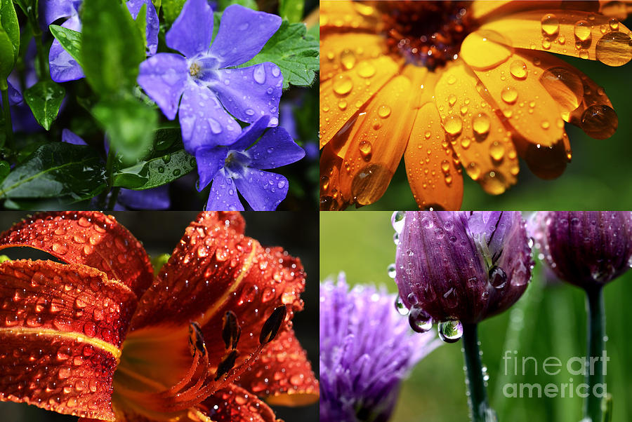 Raindrops On Flowers Raindrops On Flowers