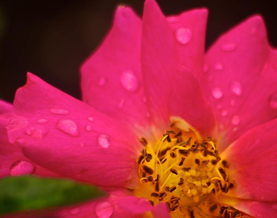 Raindrops on hot pink flower Photograph by Prince Andre Faubert