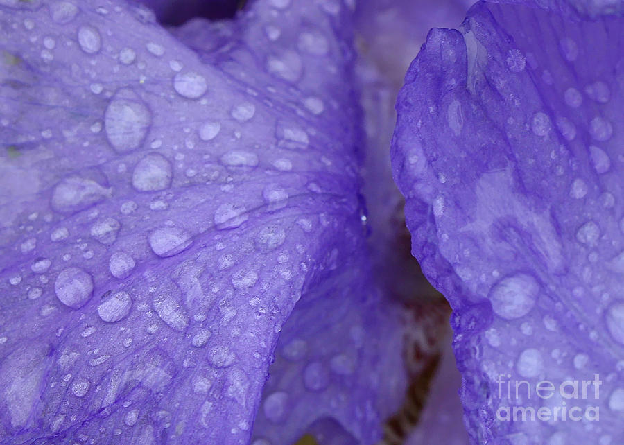 Raindrops on Iris Photograph by Carol Groenen