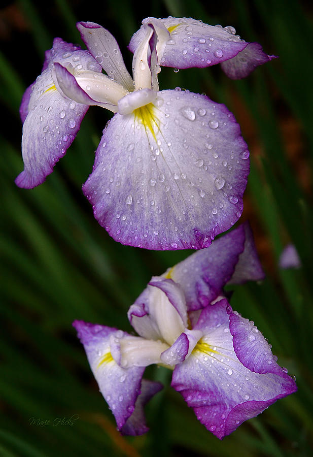 Raindrops on Japanese Iris Photograph by Marie Hicks