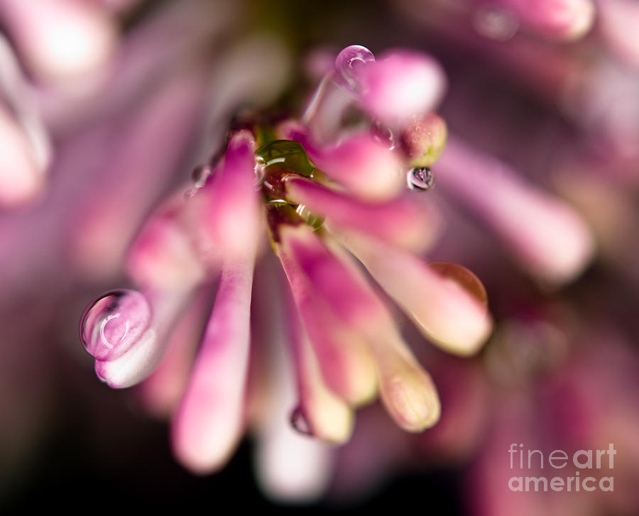 Lilac Flower Photograph - Raindrops On Lilac Flower by Terry Elniski