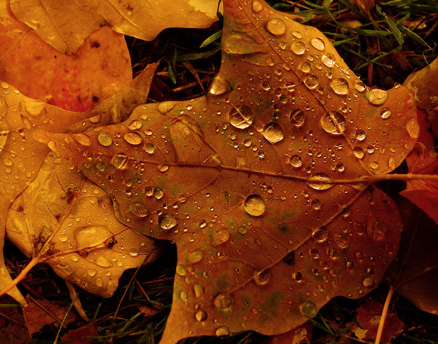 Raindrops on maple leaf Photograph by Prince Andre Faubert