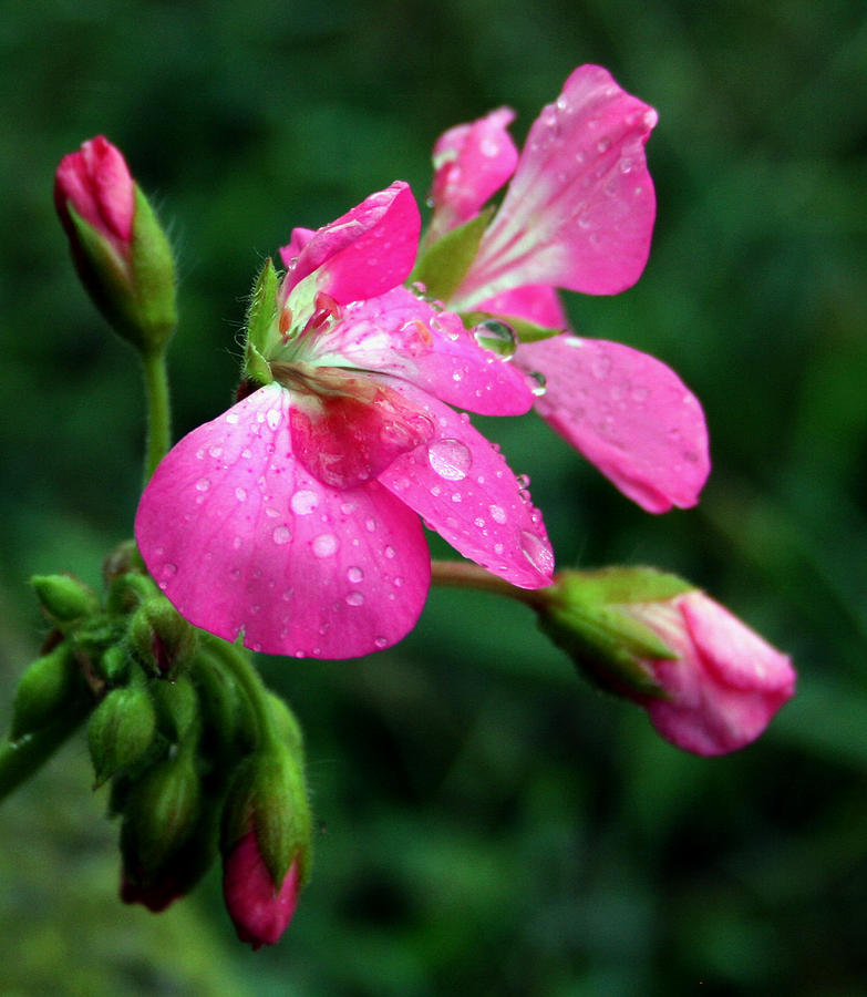 Raindrops on Pink Photograph by Karen Harrison Brown