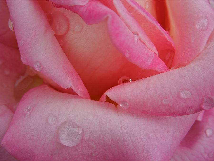 Raindrops on Roses Photograph by Diana Hatcher