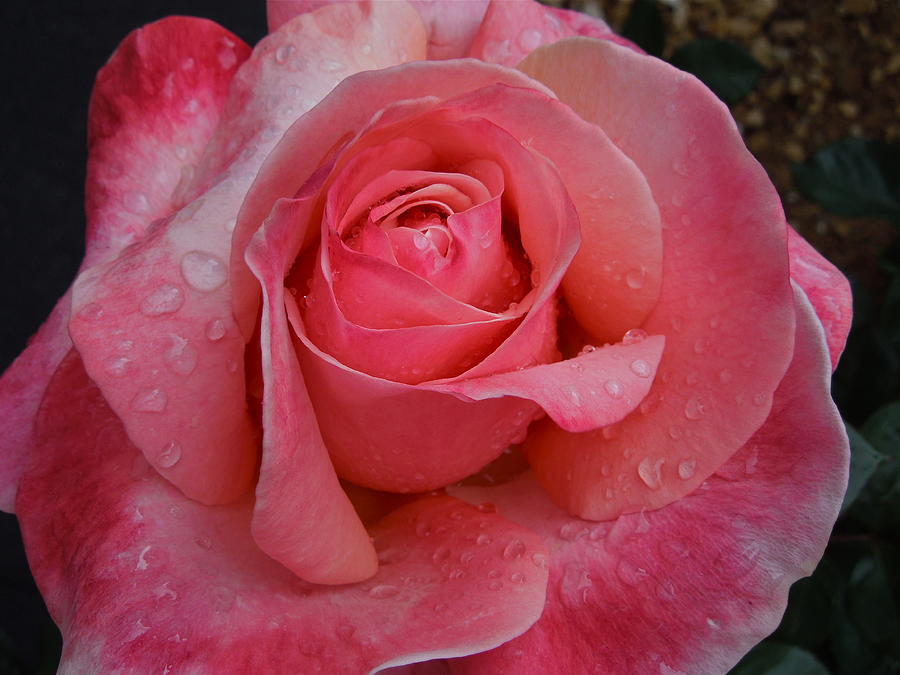 Raindrops on Roses Eight Photograph by Diana Hatcher