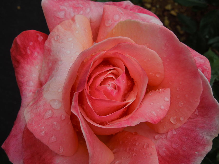 Raindrops on Roses Five Photograph by Diana Hatcher