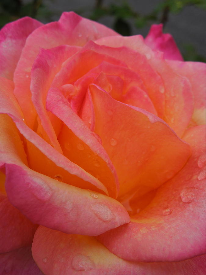 Raindrops on Roses Nine Photograph by Diana Hatcher