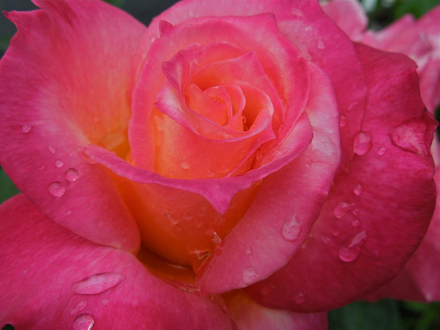 Raindrops on Roses Ten Photograph by Diana Hatcher