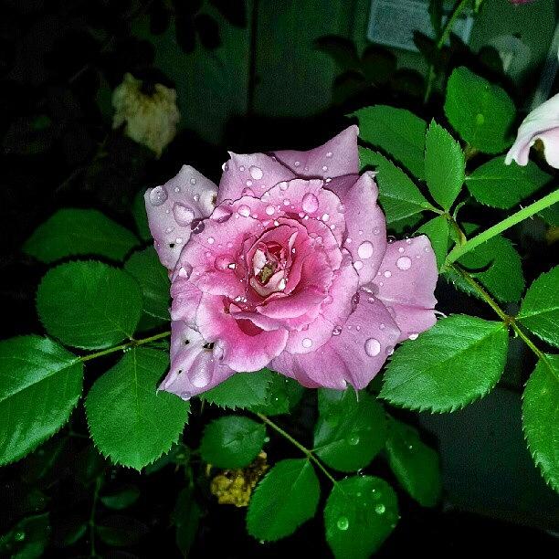 Nature Photograph - Raindrops On Roses.... Well Not Rain by Heather Baldwin