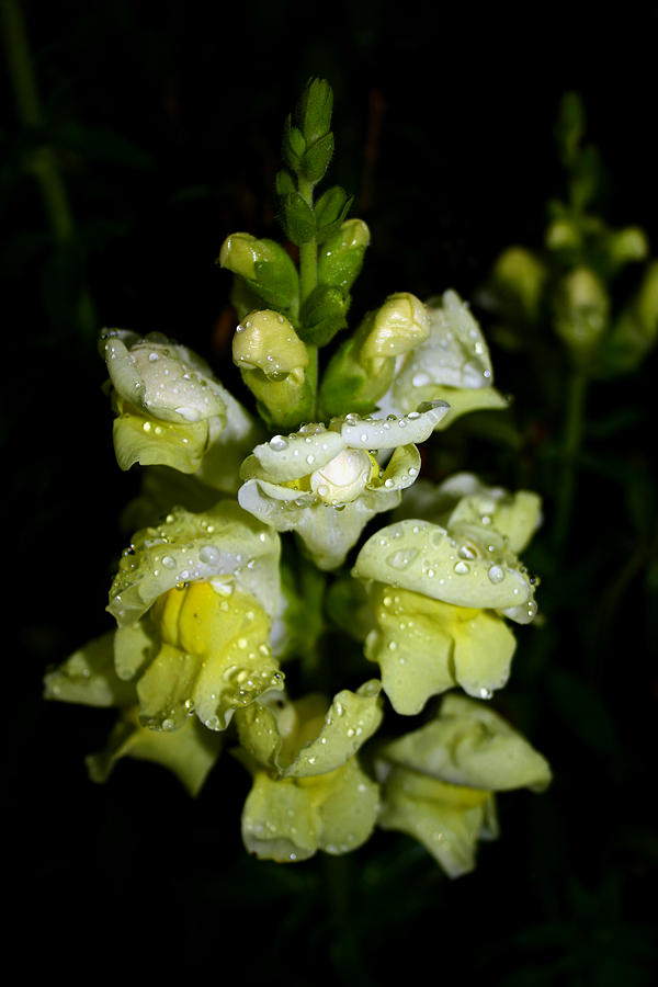 Raindrops on Snapdragons Photograph by Karen Harrison Brown