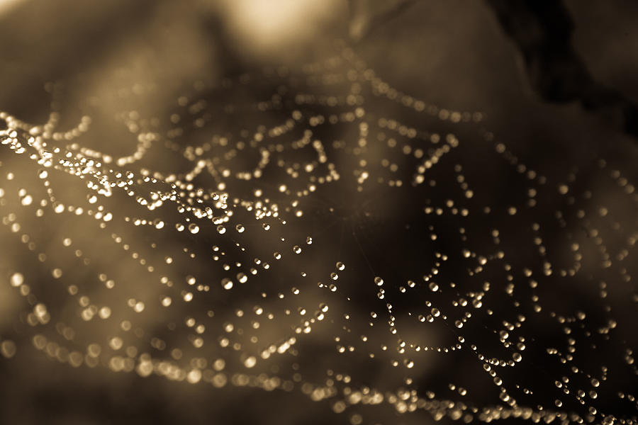 Raindrops on spiderweb Photograph by Emanuel Tanjala